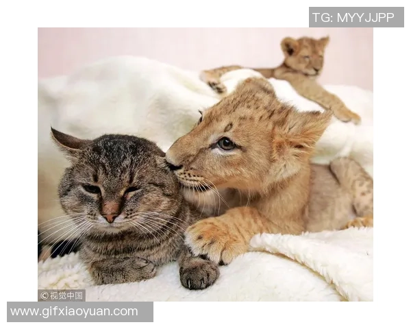 撒盐哥与足球明星亲密合影展现友谊与激情的瞬间